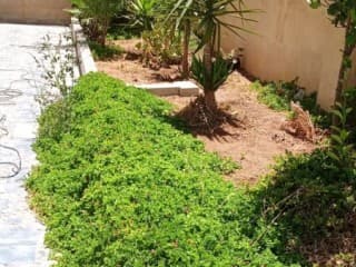 اشجار حديقه